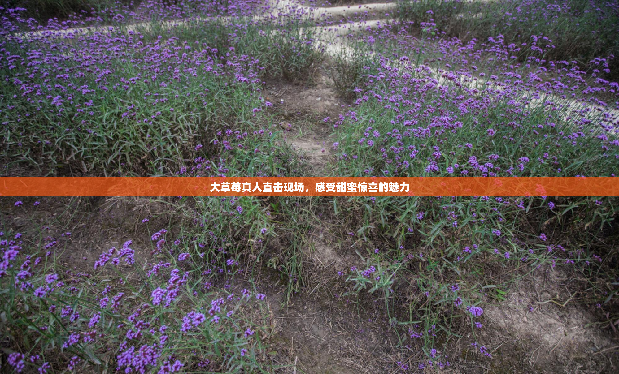 大草莓真人直击现场，感受甜蜜惊喜的魅力