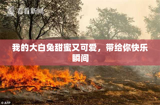 我的大白兔甜蜜又可爱，带给你快乐瞬间