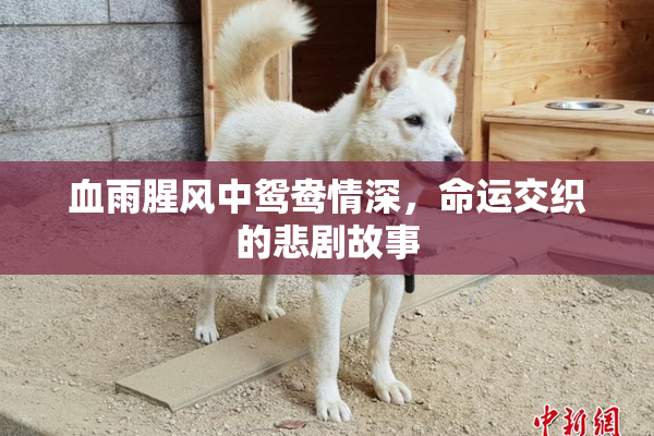 血雨腥风中鸳鸯情深，命运交织的悲剧故事
