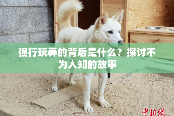 强行玩弄的背后是什么？探讨不为人知的故事