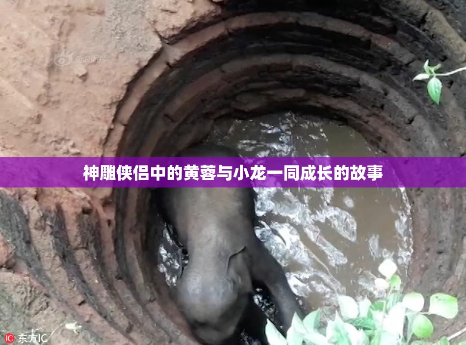神雕侠侣中的黄蓉与小龙一同成长的故事