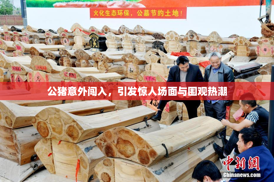 公猪意外闯入，引发惊人场面与围观热潮