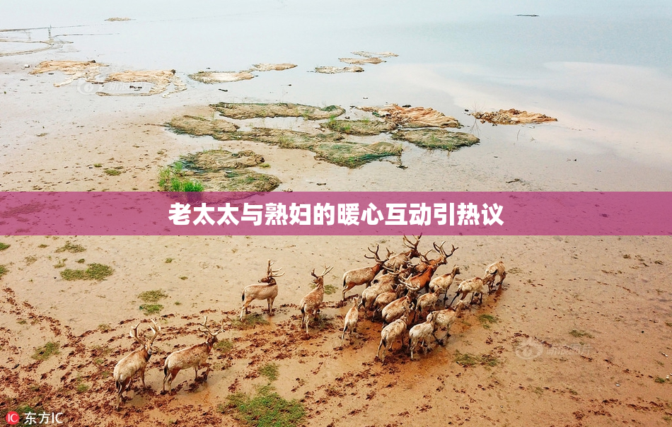 老太太与熟妇的暖心互动引热议