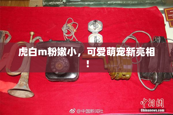 虎白m粉嫩小，可爱萌宠新亮相！