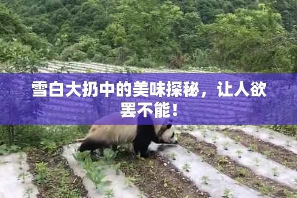 雪白大扔中的美味探秘，让人欲罢不能！