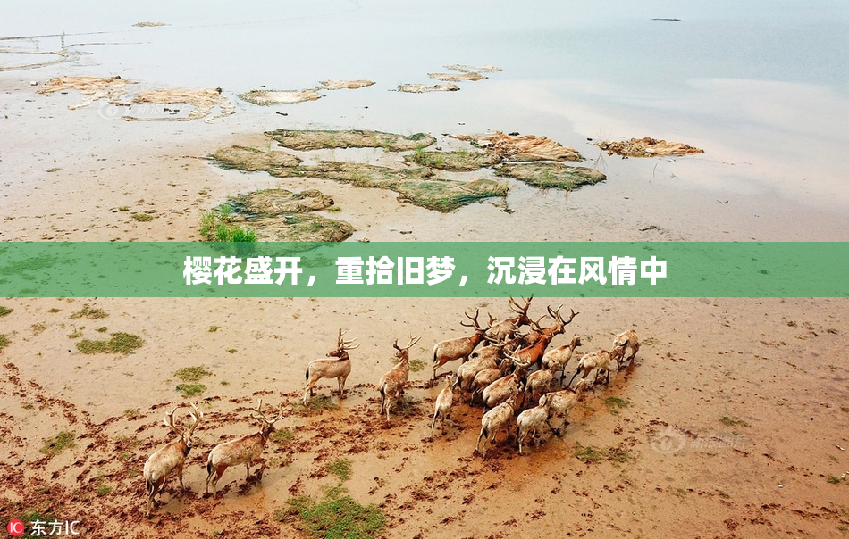 樱花盛开，重拾旧梦，沉浸在风情中
