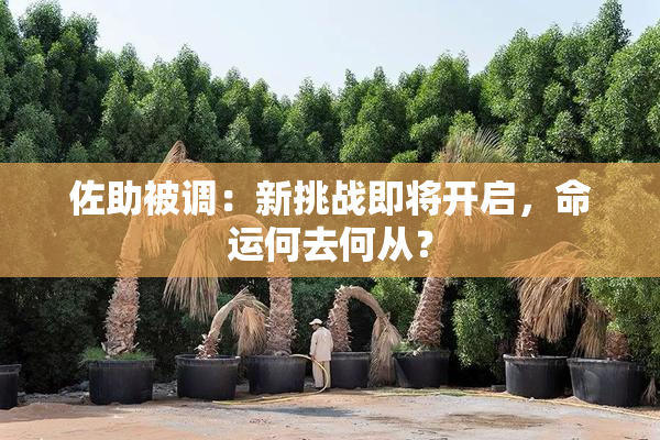 佐助被调：新挑战即将开启，命运何去何从？