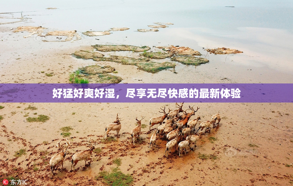 好猛好爽好湿，尽享无尽快感的最新体验