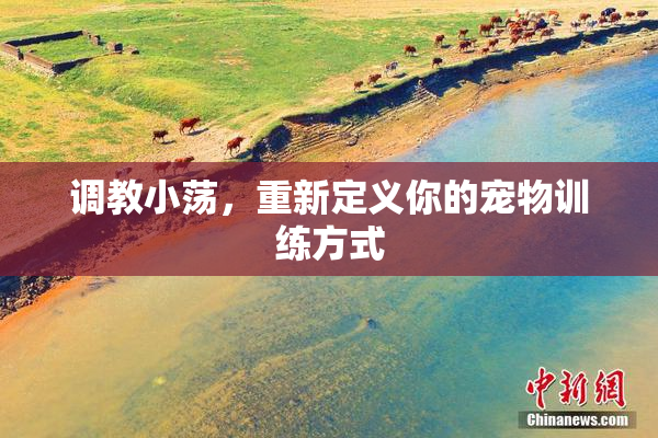 调教小荡，重新定义你的宠物训练方式