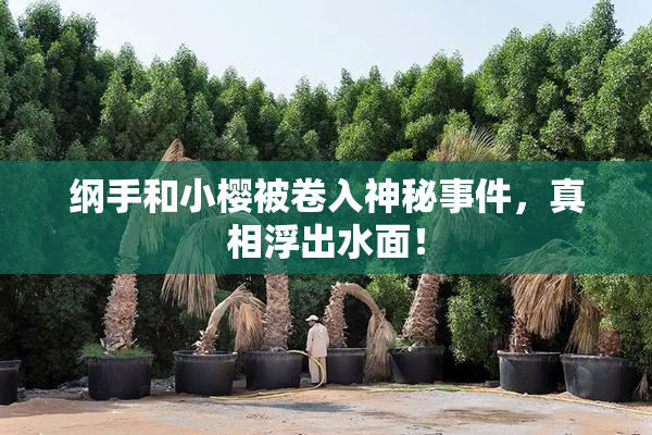 纲手和小樱被卷入神秘事件，真相浮出水面！