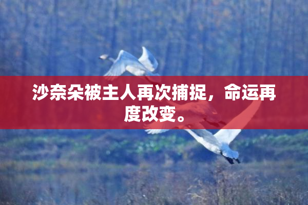 沙奈朵被主人再次捕捉，命运再度改变。