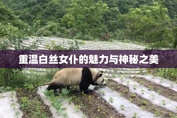 重温白丝女仆的魅力与神秘之美