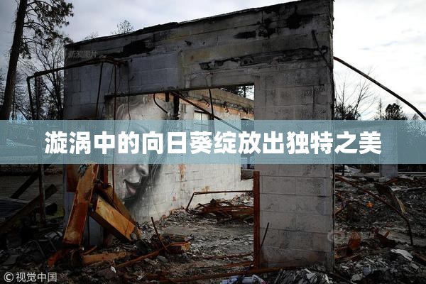 漩涡中的向日葵绽放出独特之美