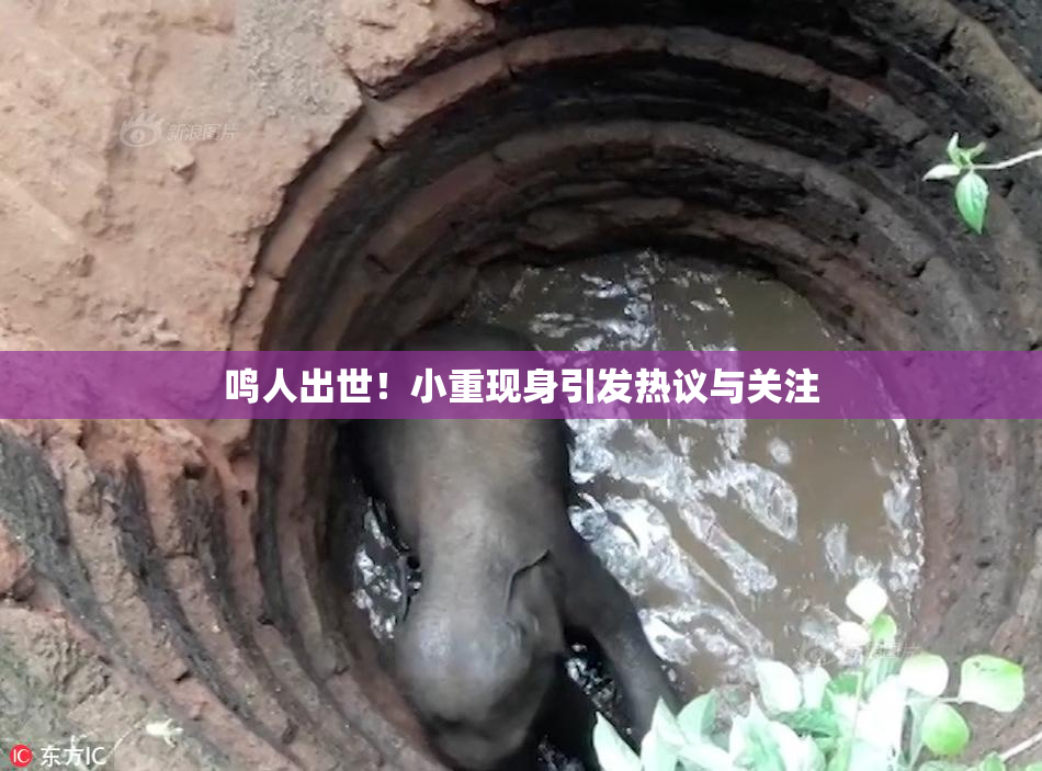 鸣人出世！小重现身引发热议与关注