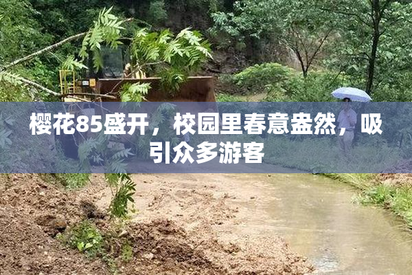 樱花85盛开，校园里春意盎然，吸引众多游客