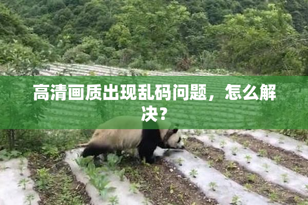 高清画质出现乱码问题，怎么解决？