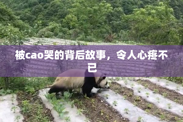 被cao哭的背后故事，令人心疼不已