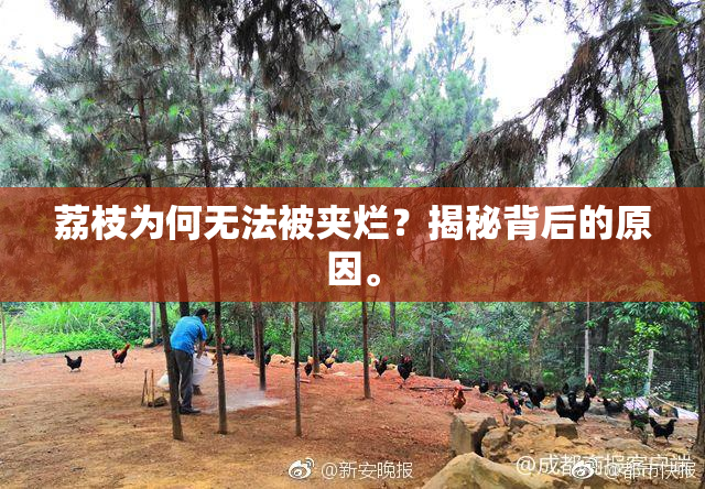 荔枝为何无法被夹烂？揭秘背后的原因。