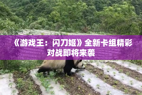 《游戏王：闪刀姬》全新卡组精彩对战即将来袭