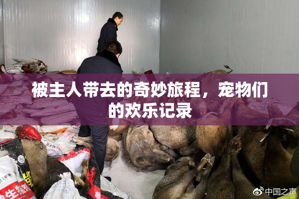 被主人带去的奇妙旅程，宠物们的欢乐记录