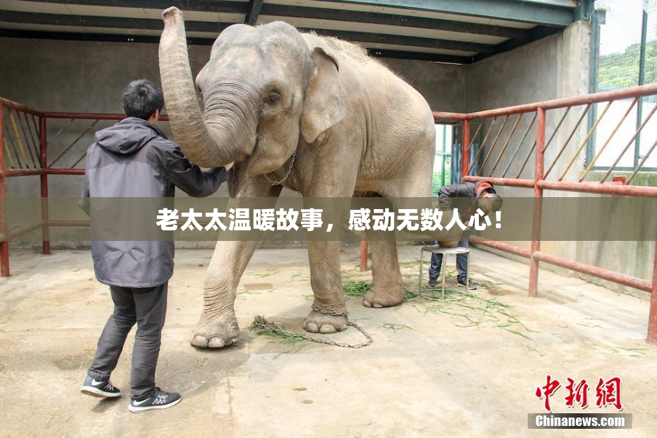 老太太温暖故事，感动无数人心！