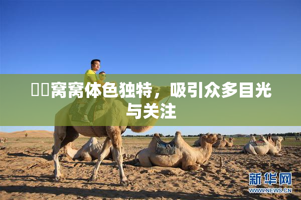 妺妺窝窝体色独特，吸引众多目光与关注