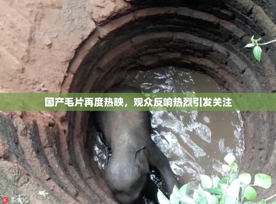 国产毛片再度热映，观众反响热烈引发关注