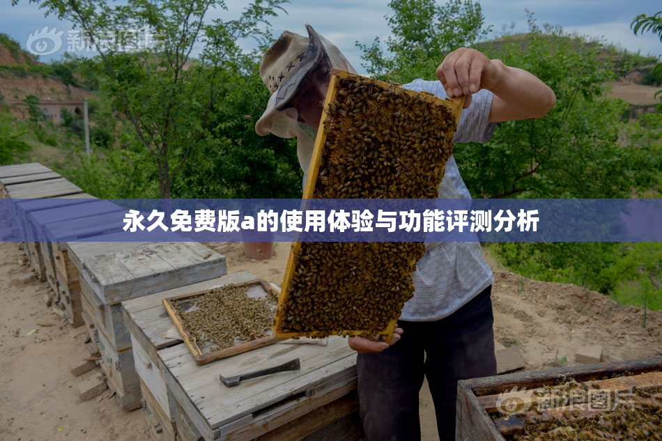 永久免费版a的使用体验与功能评测分析