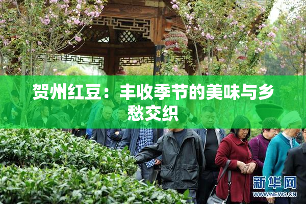 贺州红豆：丰收季节的美味与乡愁交织