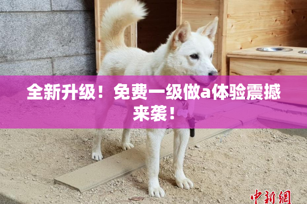 全新升级！免费一级做a体验震撼来袭！