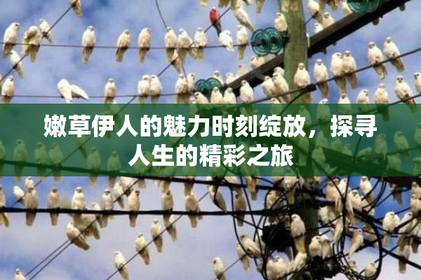 嫩草伊人的魅力时刻绽放，探寻人生的精彩之旅