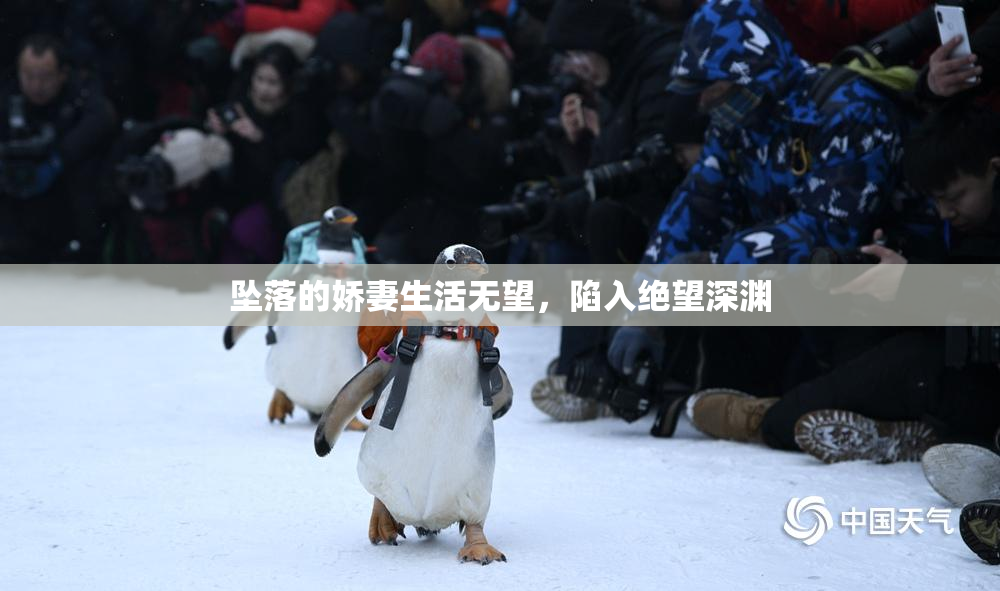 坠落的娇妻生活无望，陷入绝望深渊