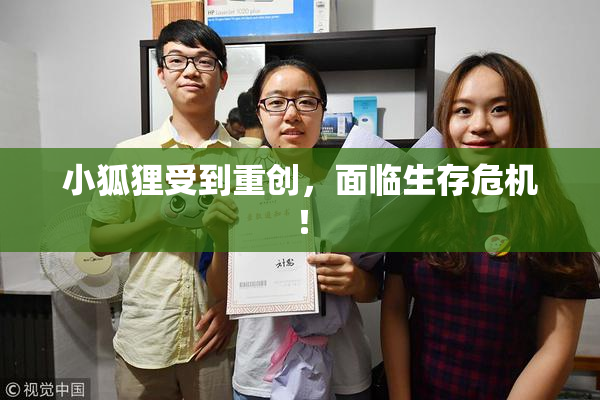 小狐狸受到重创，面临生存危机！