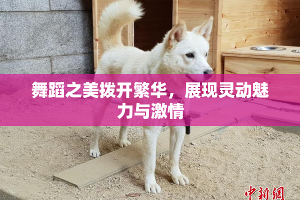 舞蹈之美拨开繁华，展现灵动魅力与激情