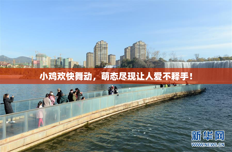 小鸡欢快舞动，萌态尽现让人爱不释手！