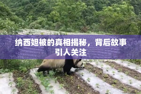纳西妲被的真相揭秘，背后故事引人关注