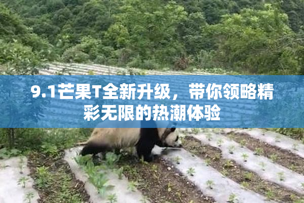 9.1芒果T全新升级，带你领略精彩无限的热潮体验