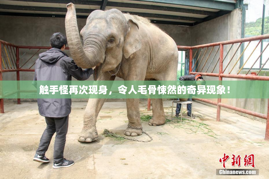 触手怪再次现身，令人毛骨悚然的奇异现象！