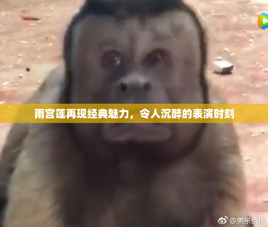 雨宫莲再现经典魅力，令人沉醉的表演时刻