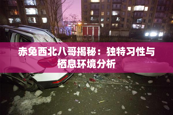赤兔西北八哥揭秘：独特习性与栖息环境分析