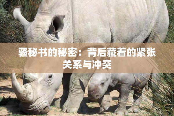 骚秘书的秘密：背后藏着的紧张关系与冲突