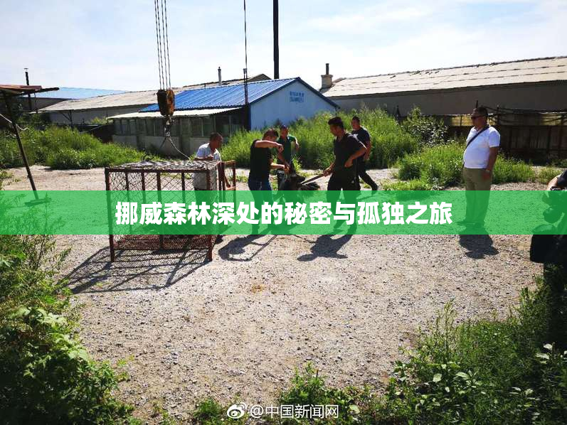 挪威森林深处的秘密与孤独之旅