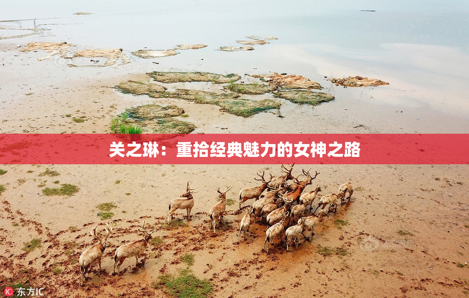 关之琳：重拾经典魅力的女神之路