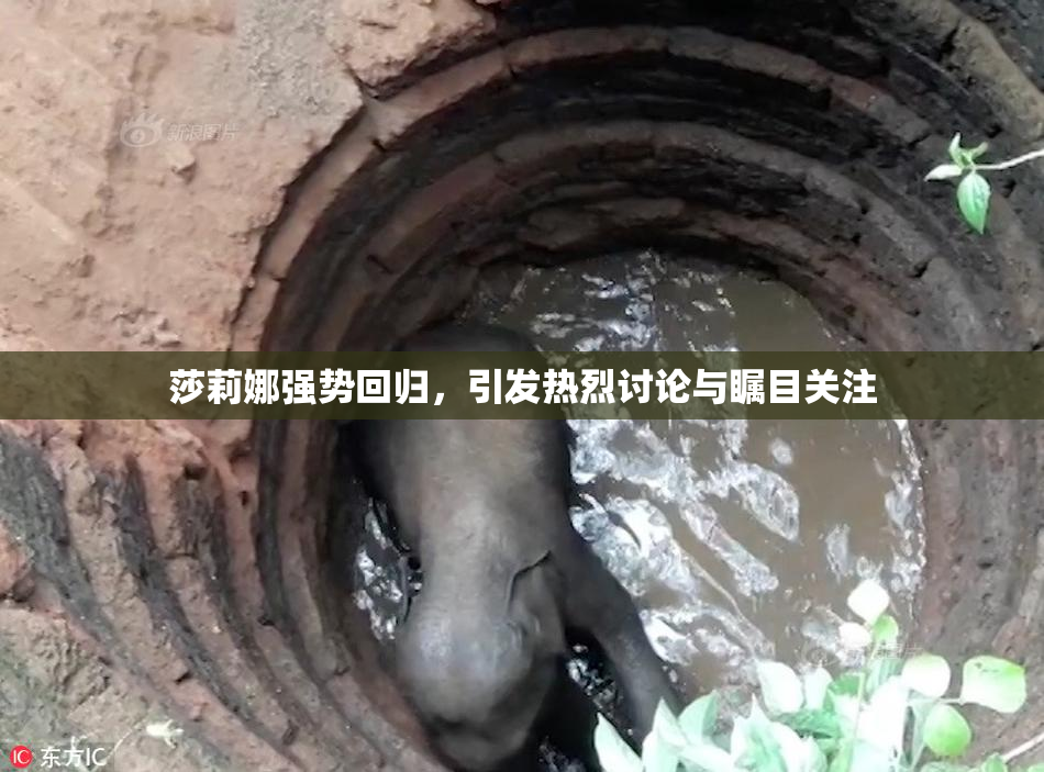 莎莉娜强势回归，引发热烈讨论与瞩目关注