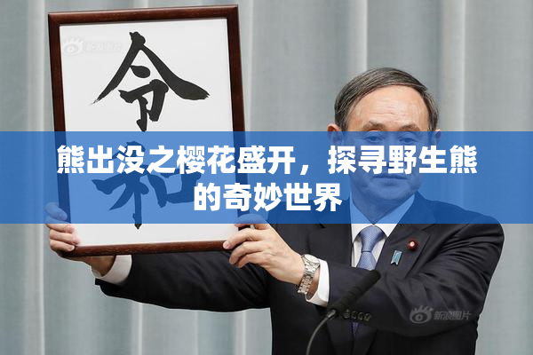 熊出没之樱花盛开，探寻野生熊的奇妙世界