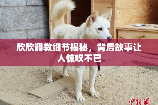 欣欣调教细节揭秘，背后故事让人惊叹不已
