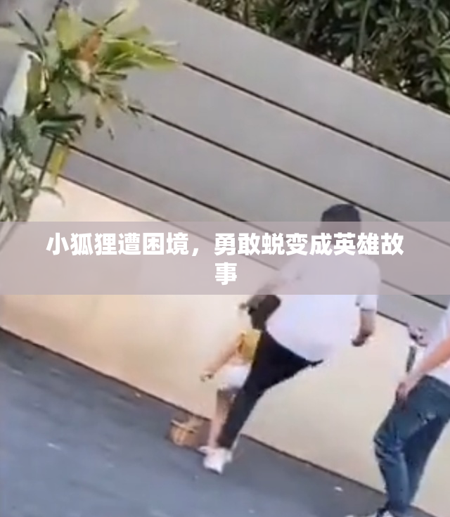 小狐狸遭困境，勇敢蜕变成英雄故事