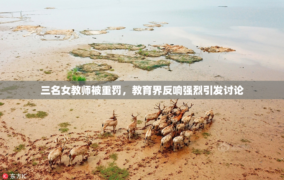 三名女教师被重罚，教育界反响强烈引发讨论