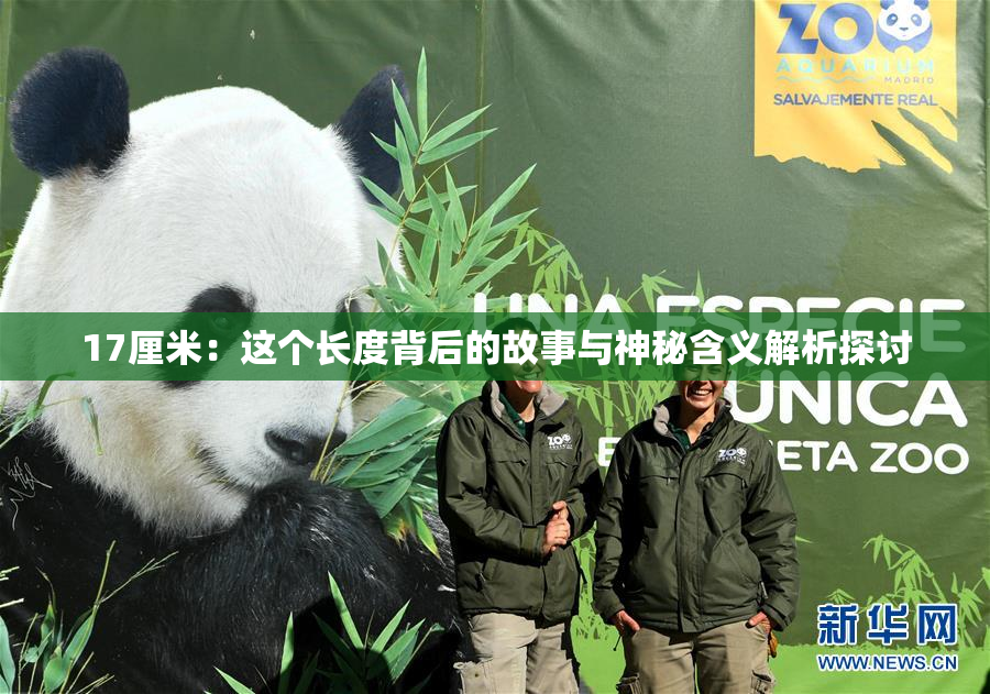 17厘米：这个长度背后的故事与神秘含义解析探讨