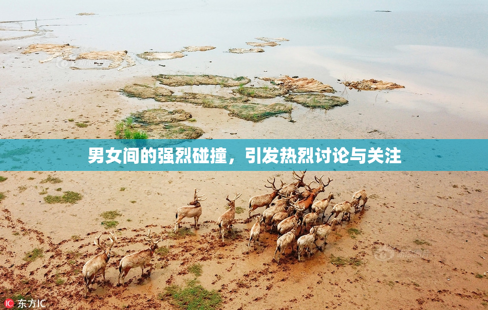 男女间的强烈碰撞，引发热烈讨论与关注